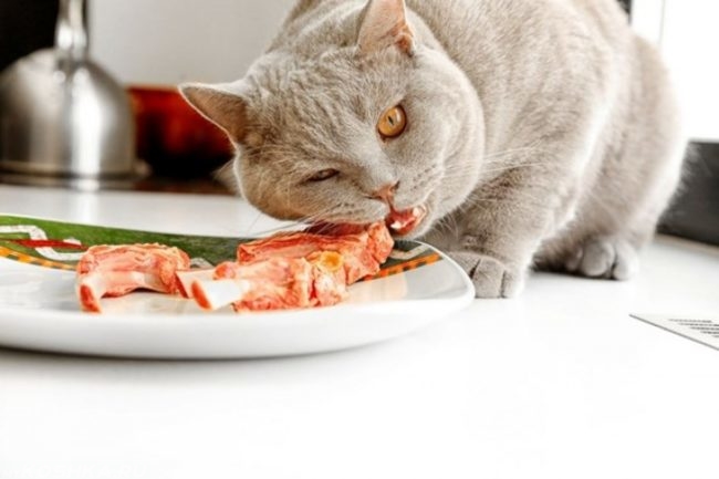 Серый британский кот ест мясо