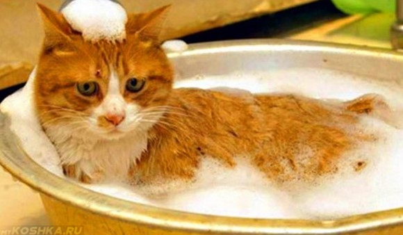 Рыжий кот лежит в ванне с пеной на голове
