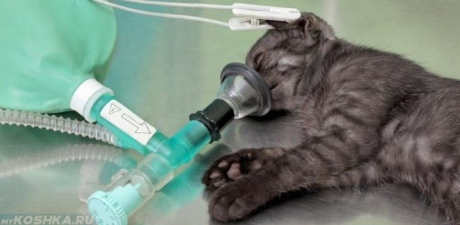 Анестезия для серой кошки