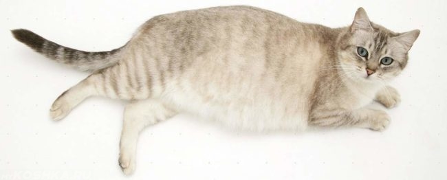 Беременная серая кошка на белом фоне