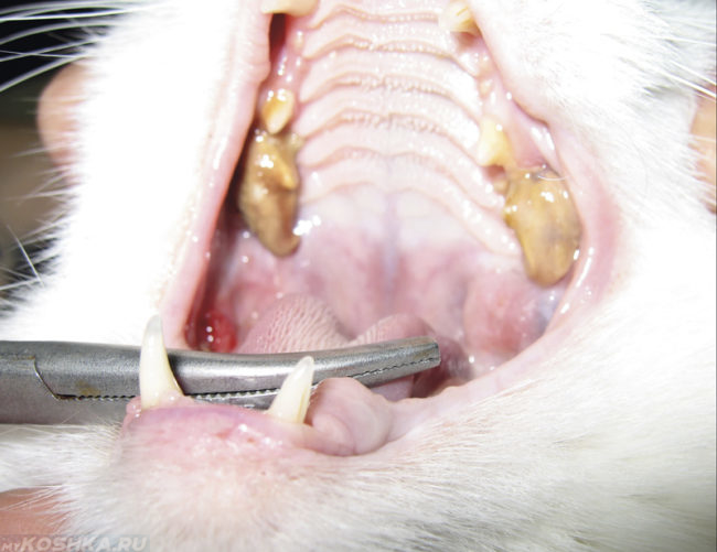 Зубное заболевания у старой кошки