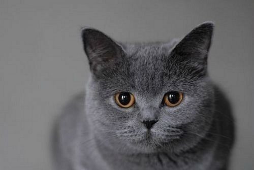 Серый британский кот