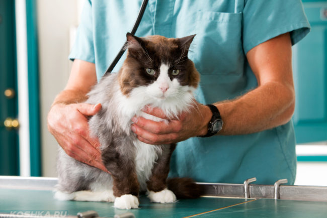 Ветеринар держит разноцветную кошку