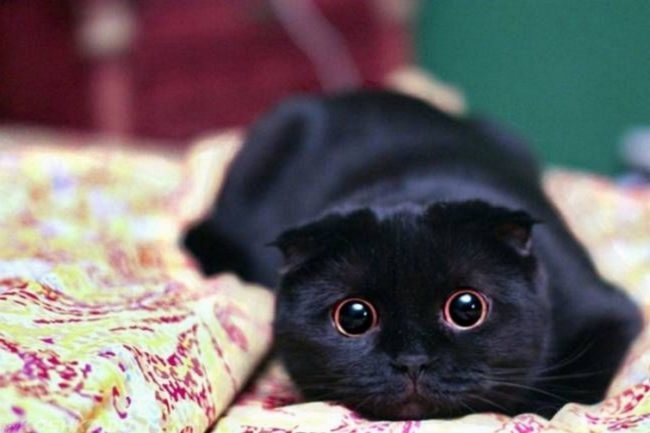 Черный кот лежит на кровати