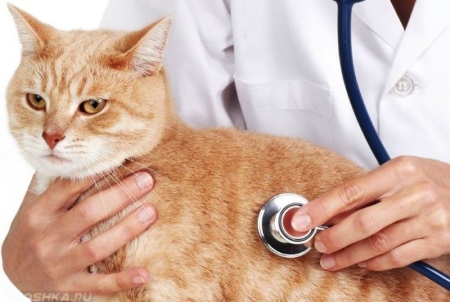 Диагностика рыжего кота на ветеринарном столе