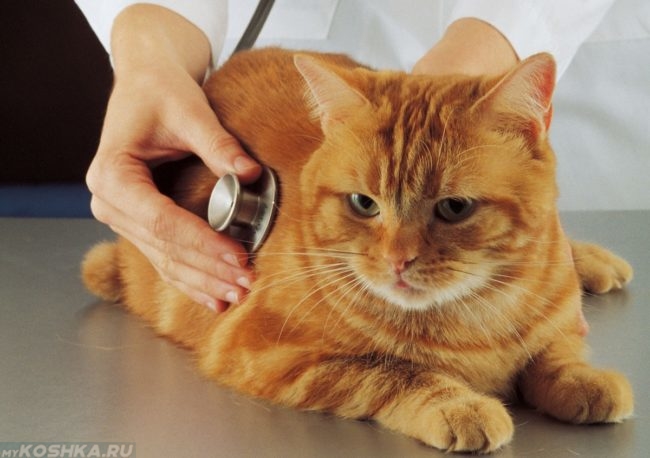 Ветеринар слушает рыжего кота