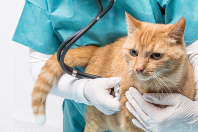 Рыжий кот на ветеринарном столе прослушиваемый стетоскопом