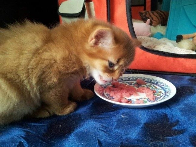 Рыжий пушистый котенок и миска с кусочками мяса