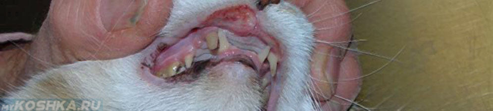 Эозинофильная гранулема у кошки на губе