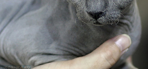 Гипоаллергенная порода кошки и рука человека