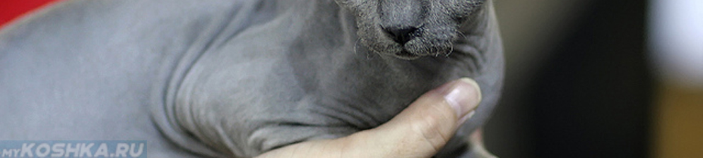 Гипоаллергенная порода кошки и рука человека