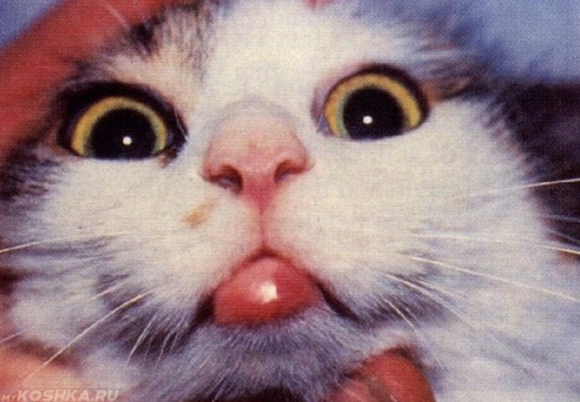 Эозинофильная гранулёма на нижней губе кошки