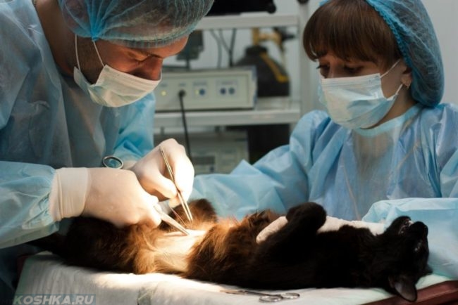 Хирургическое удаление опухоли у кошки
