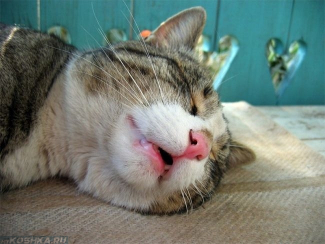 Кот храпящий во сне с открытым ртом
