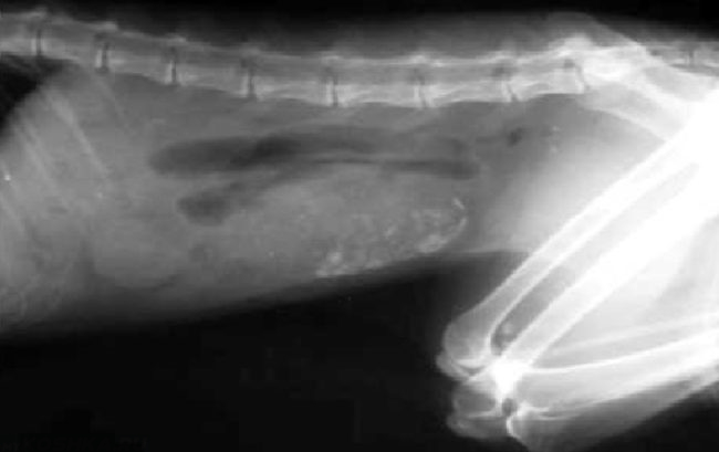 Кишечная непроходимость у кота на рентгене