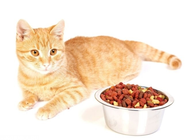 Сухой корм для кота в миске и рыжий кот на белом фоне