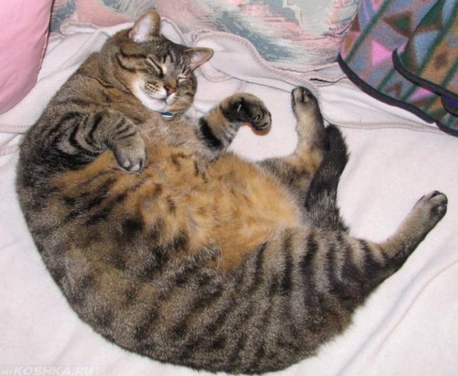 Коричневый полосатый кот с лишним весом
