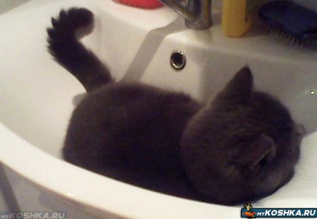 Серая британская кошка лежит в раковине