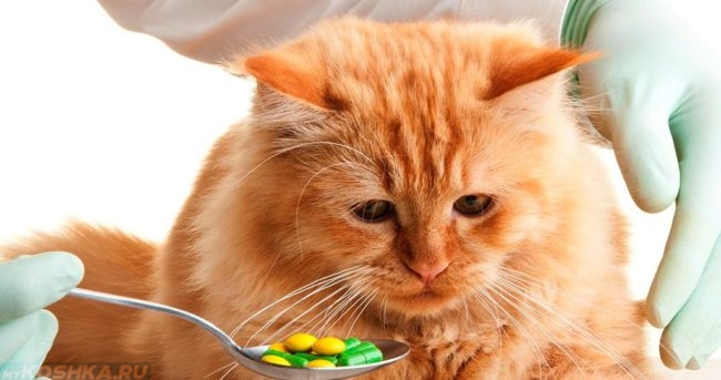 Рыжий кот смотрит на ложку с таблетками
