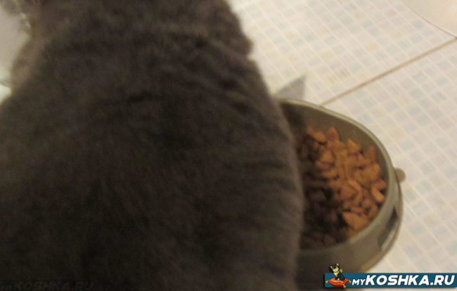 Кошка отказывается есть сухой корм