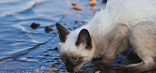 Уличная кошка пьёт воду из лужи