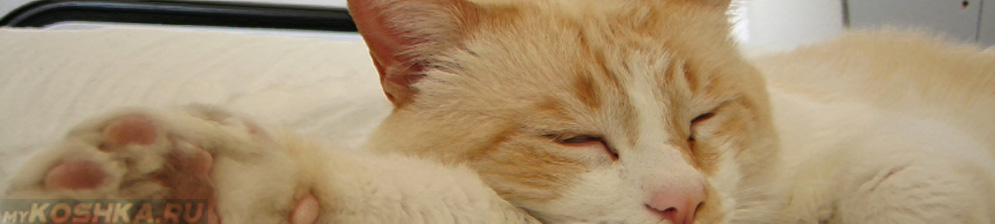 Кот дёргается во сне
