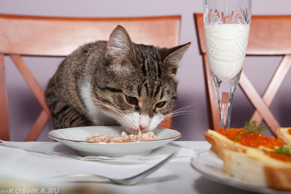 Серый кот ест из тарелки жирную еду
