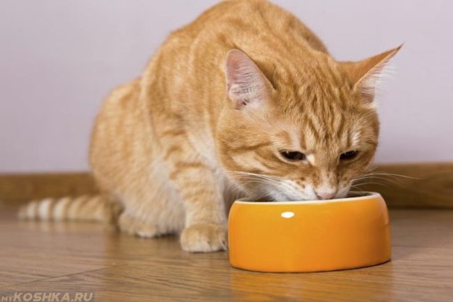 Рыжий кот употребляющий пищу из желтой миски