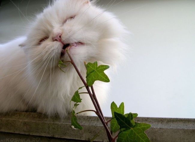 Употребление белым котом растения