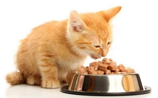 Рыжий кот ест корм из миски