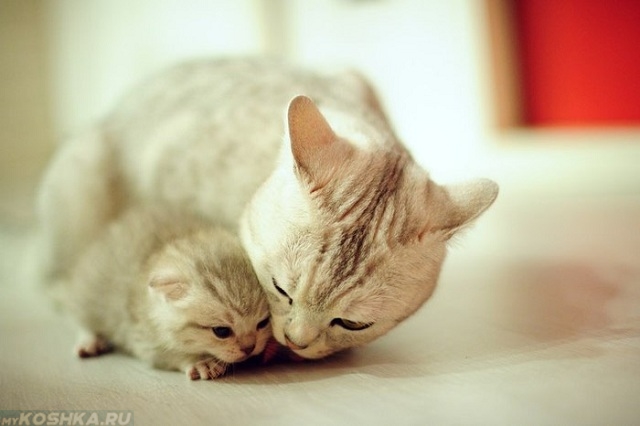 Маленький белый котенок с матерью кошкой.