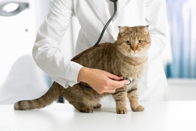 Кот на столе у ветеринара прослушиваемый стетоскопом