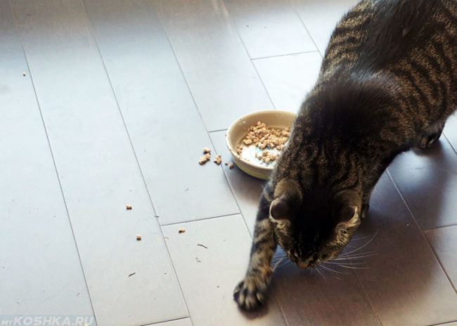 Кот закапывающий миску с едой