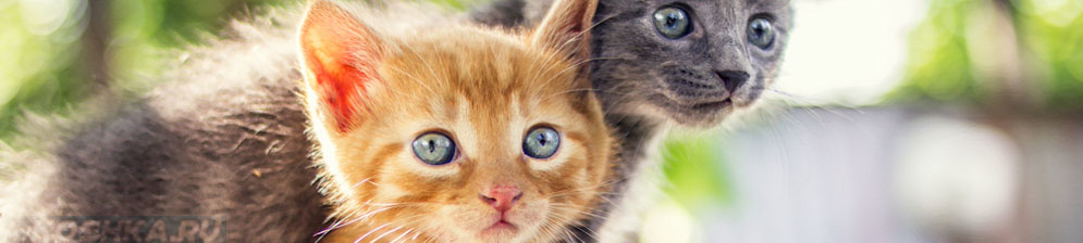 Два котёнка с коронавирусом