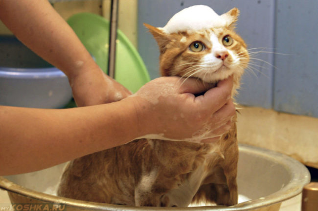 Процедура купания рыжего кота