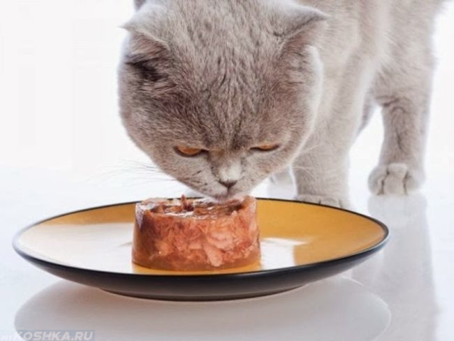 Серый кот британец и миска с кормом