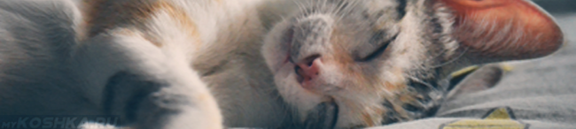 Лептоспироз у кошек: признаки, симптомы и лечение