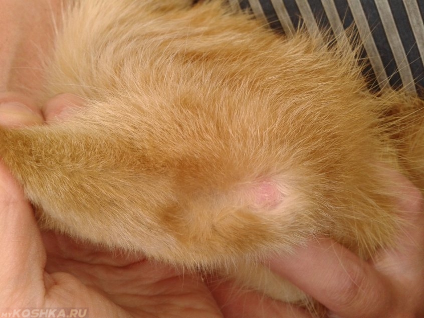 Что делать, у кошки лысеет живот и задние лапы: лечение