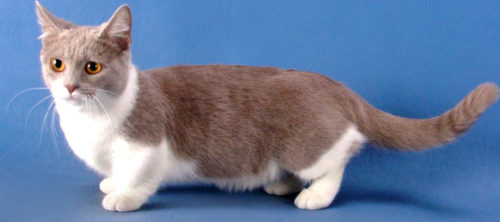 Кот породы манчкин с белыми лапами