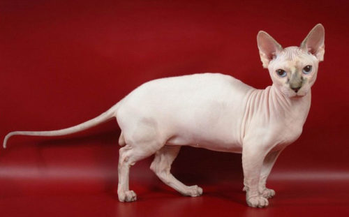 Кошка породы минскин на красном фоне