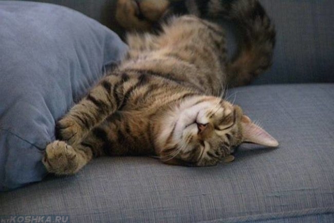 Урчащая кошка на диване