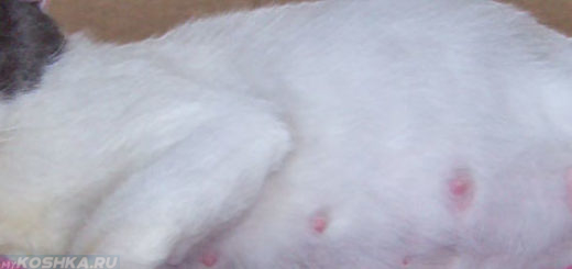 Набухшие молочные железы у кошки