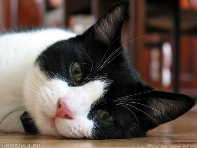 Отсутствие аппетита у чёрного с белым кота