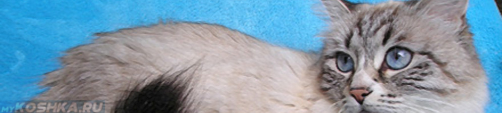 Невская маскарадная кошка смотрит в объектив