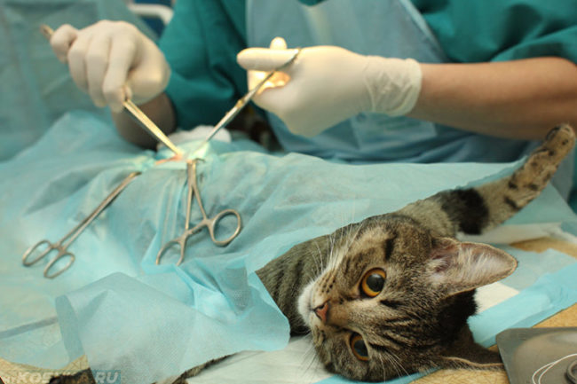 Удаление пиметры у кошки на хирургическом столе