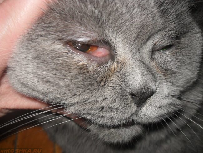 Опухший и болезненный глаз у серого кота