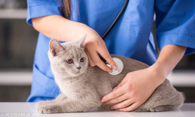 Серый кот на осмотре у ветеринара