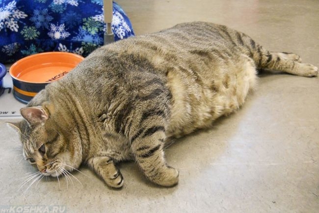 Ожирение у серого лежащего кота