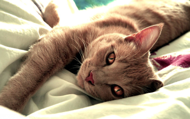 Серый кот лежащий на постели