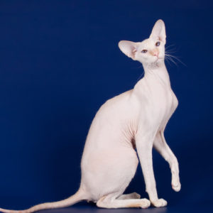 Белая кошка породы петерболд